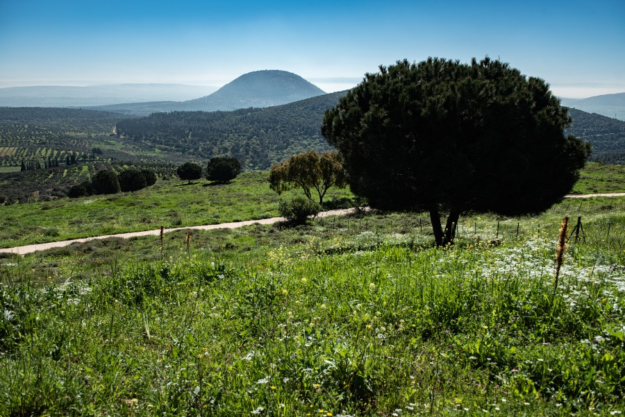 פריחת אירוס נצרתי בנצרת עלית (5)