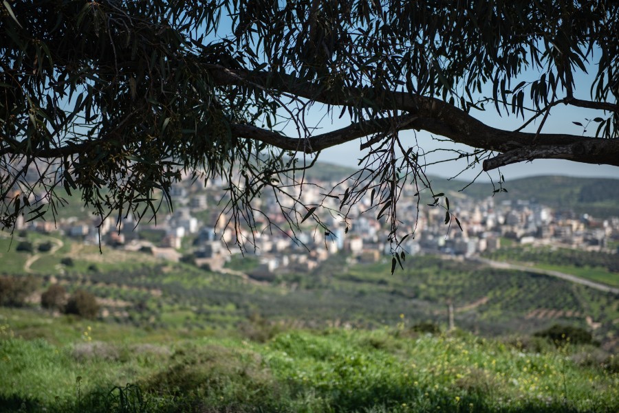 מצלמים פריחות (15)