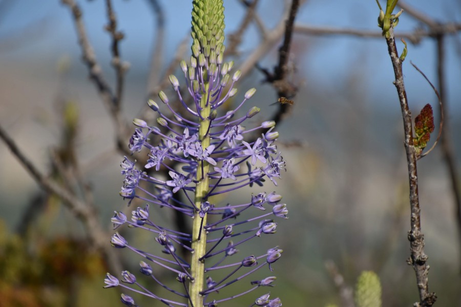 טיול קולינרי במגדל שאמס (64)