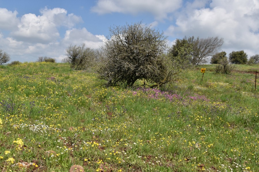 טיול קולינרי -וצעידה בטבע המשגע בגולן (35)