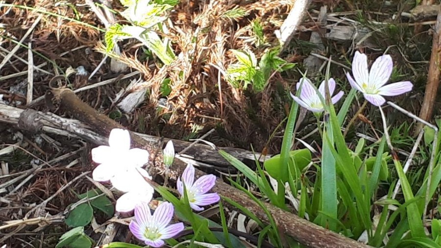 צועדים בסלובקיה 2019 (107)