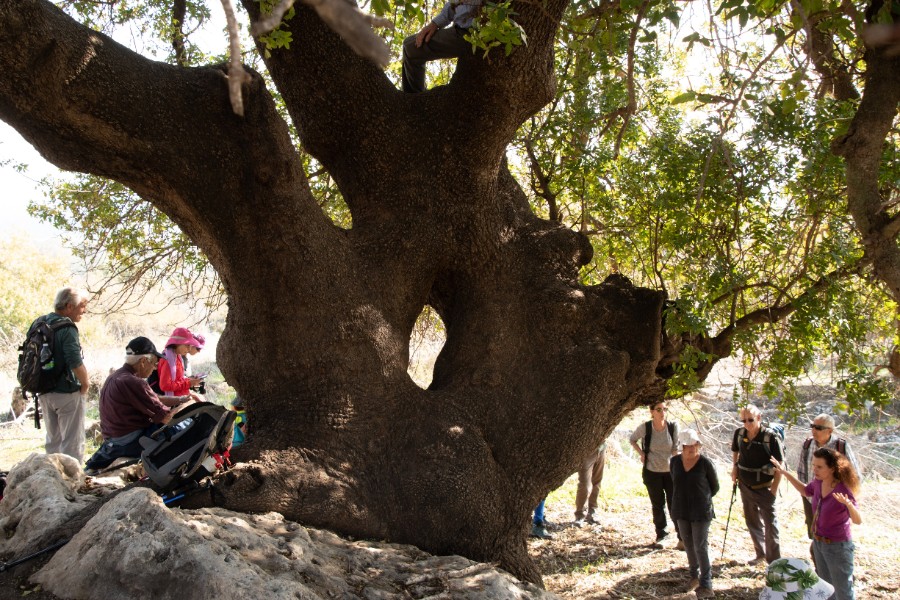 שביל הסנהדרין מבית שערים לאושה (31)