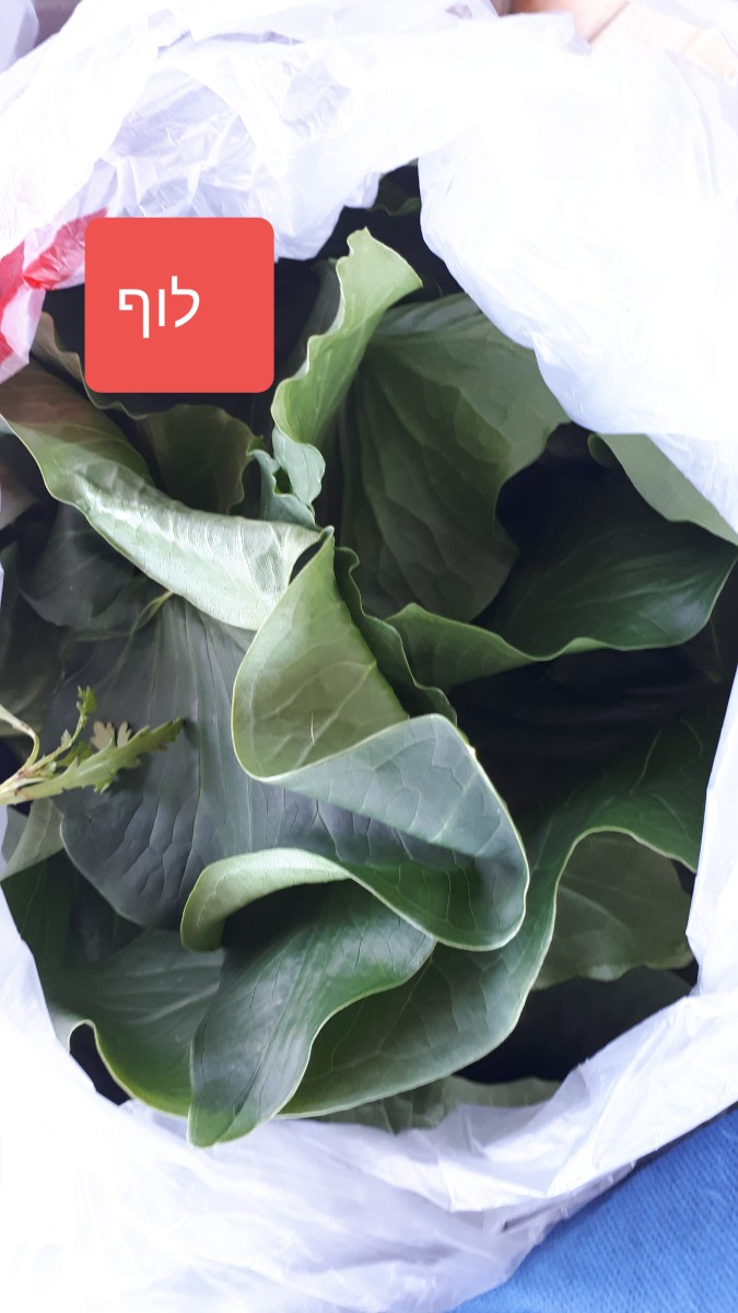 סיור ליקוט שני  (125)