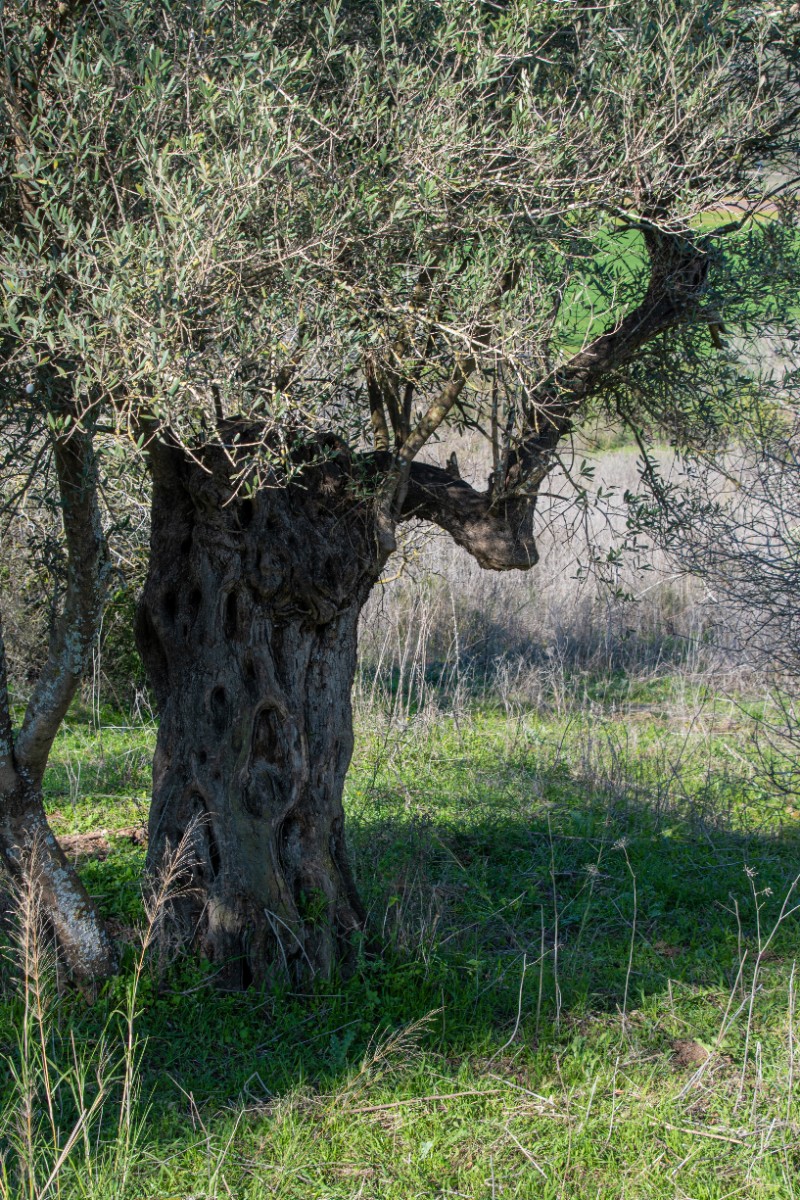 שביל הסנהדרין-קטע 3- ציפורי (7)