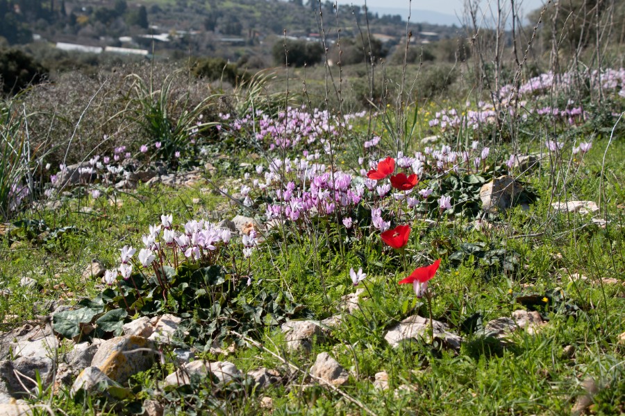 שביל הסנהדרין-קטע 3- ציפורי (13)