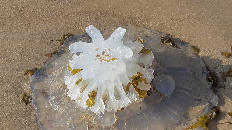 מקסרייה לג'אסר אזרקה למעגן מיכאל (2)