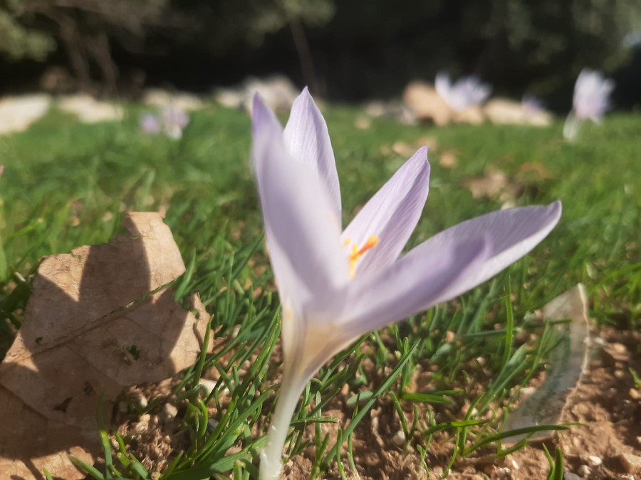 מחרבת חוממה   לנחל מורן ועליה בנחל נרייה (12)