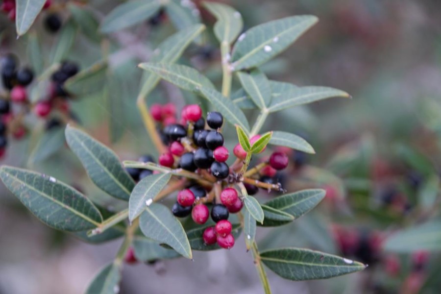 11.12.20 שביל ישראל (33)