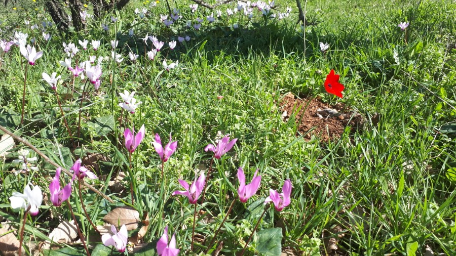 גבעות בית קשת וכפר תבור (2)