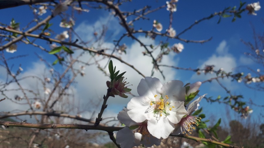 גבעות בית קשת וכפר תבור (18)