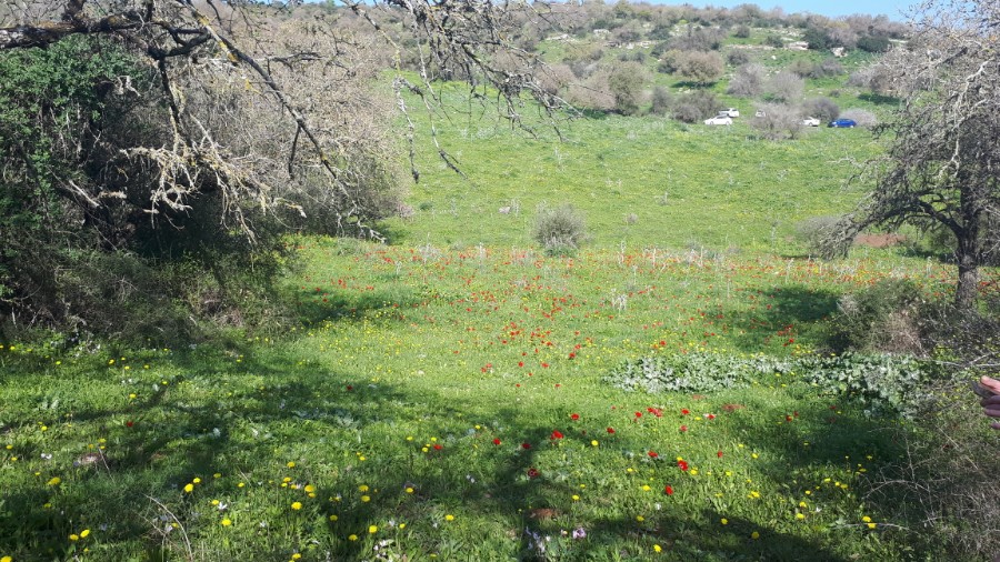 גבעות בית קשת וכפר תבור (20)