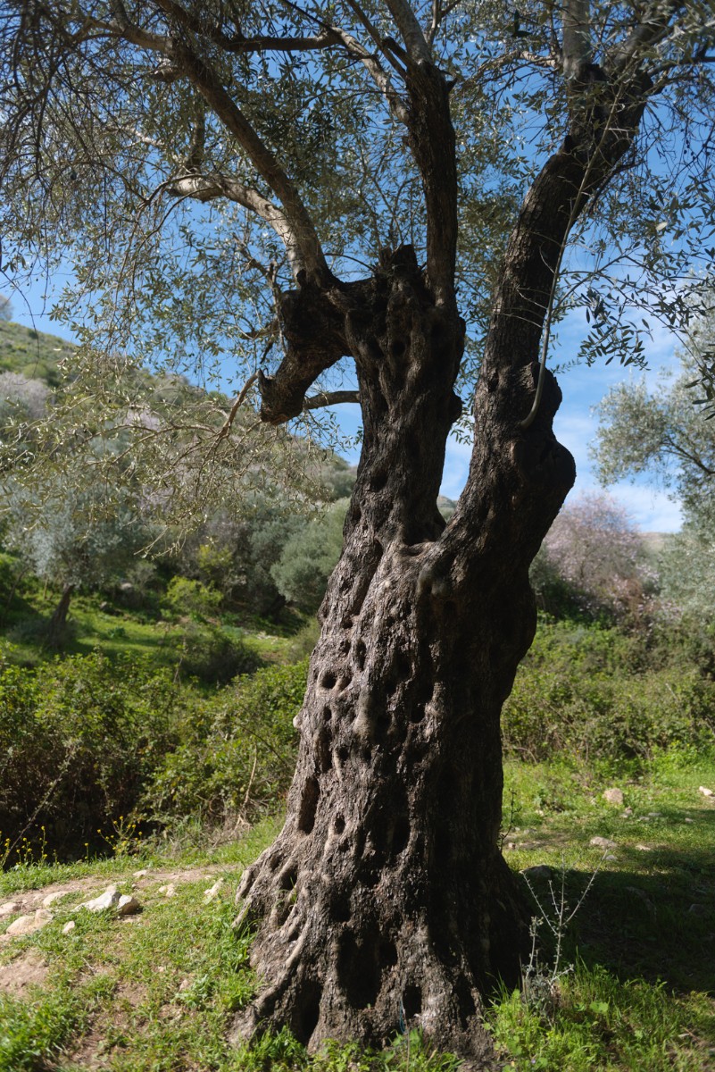 ואדי ראש פינה (3)