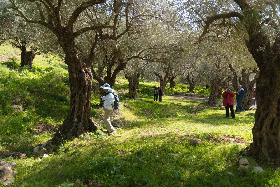 ואדי ראש פינה (5)