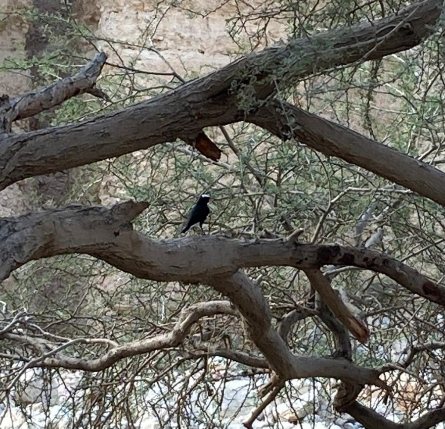 ערבה תיכונה  (130)