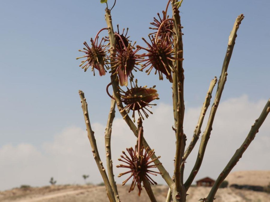 ערבה תיכונה (7)