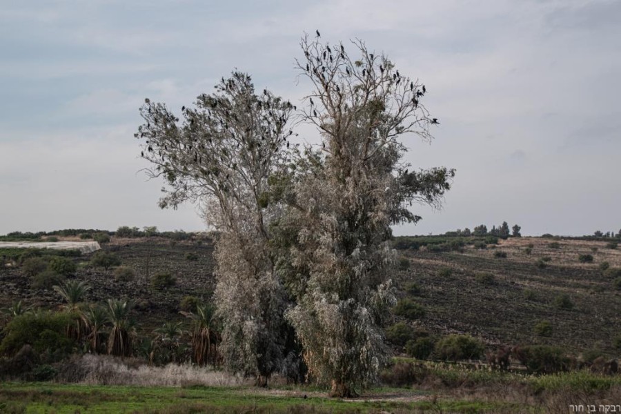 סובב כנרת 2 (102)