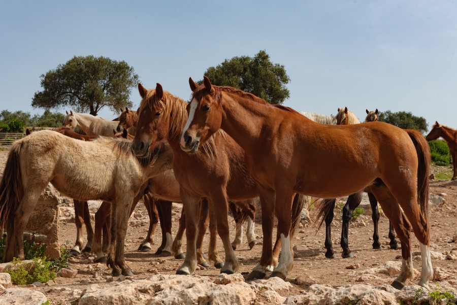 מטיילים ומצלמים בציפורי  (10)