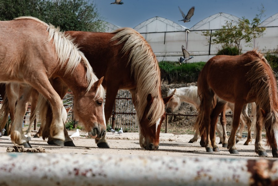 מטיילים ומצלמים בציפורי  (14)