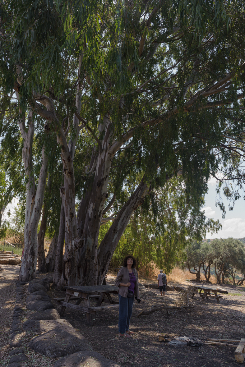 מטיילים ומצלמים ברמת הגולן (7)