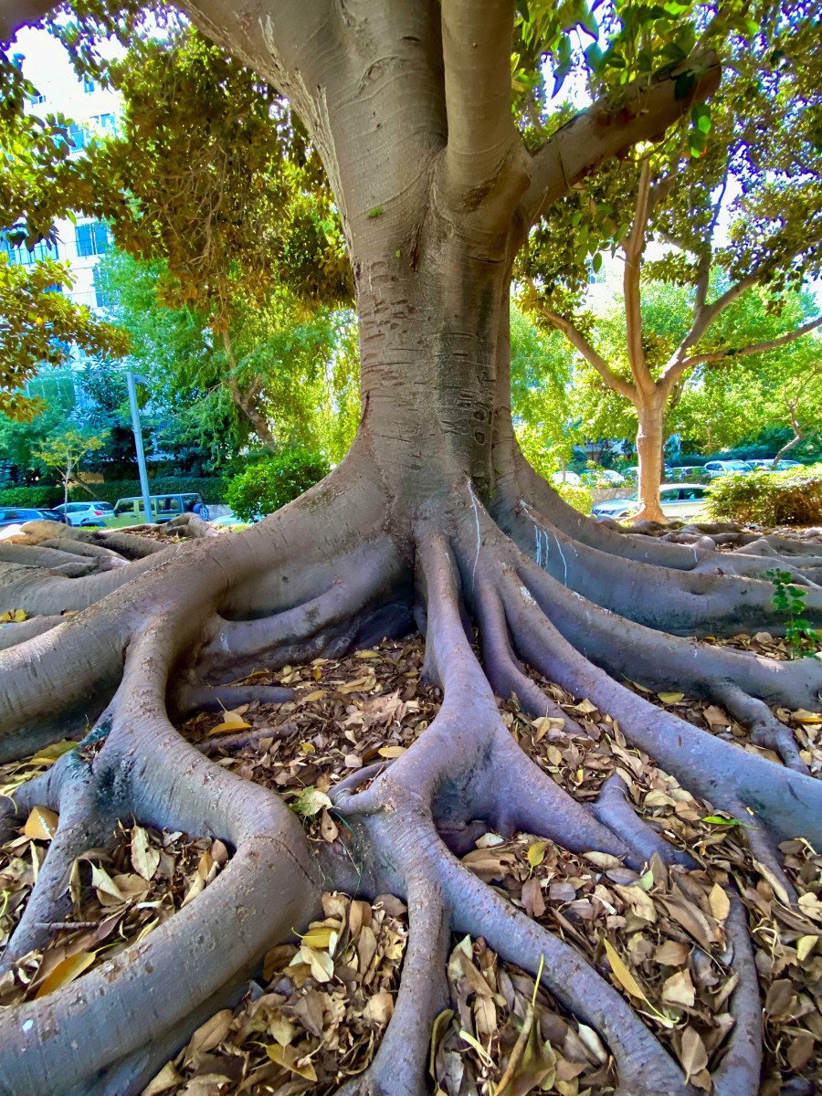 מצלמים בתא (4)