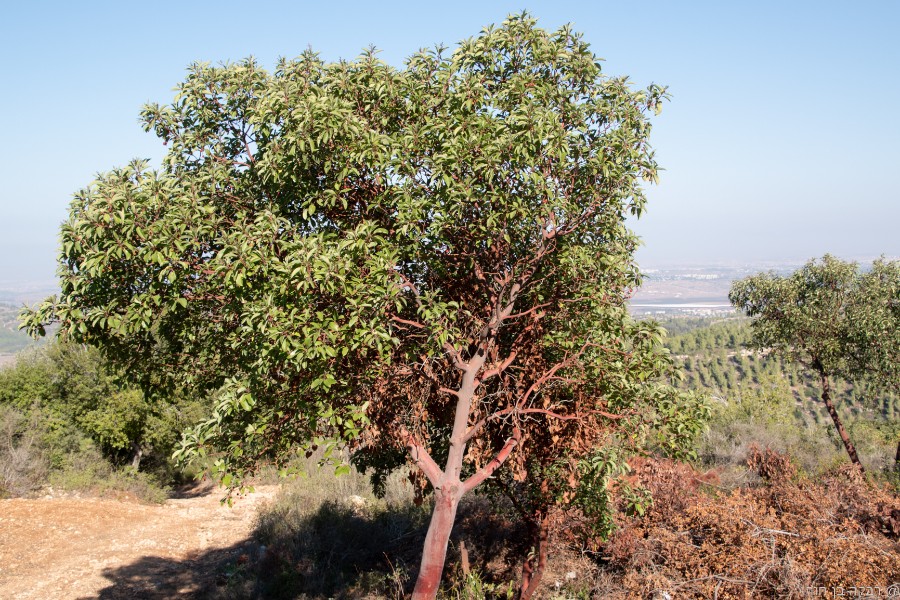 דרך בורמה 11.11 (14)