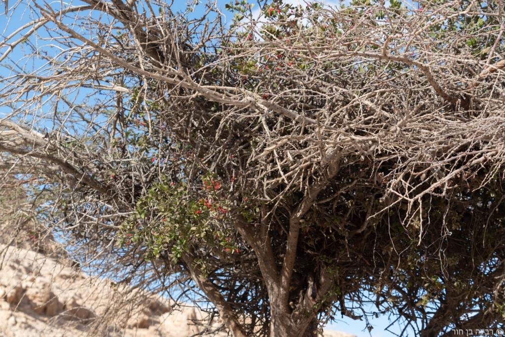 שביל ישראל 3 ימים בנגב062