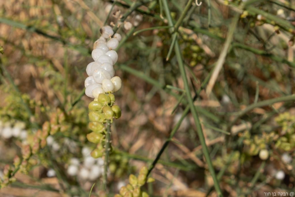 שביל ישראל 3 ימים בנגב087