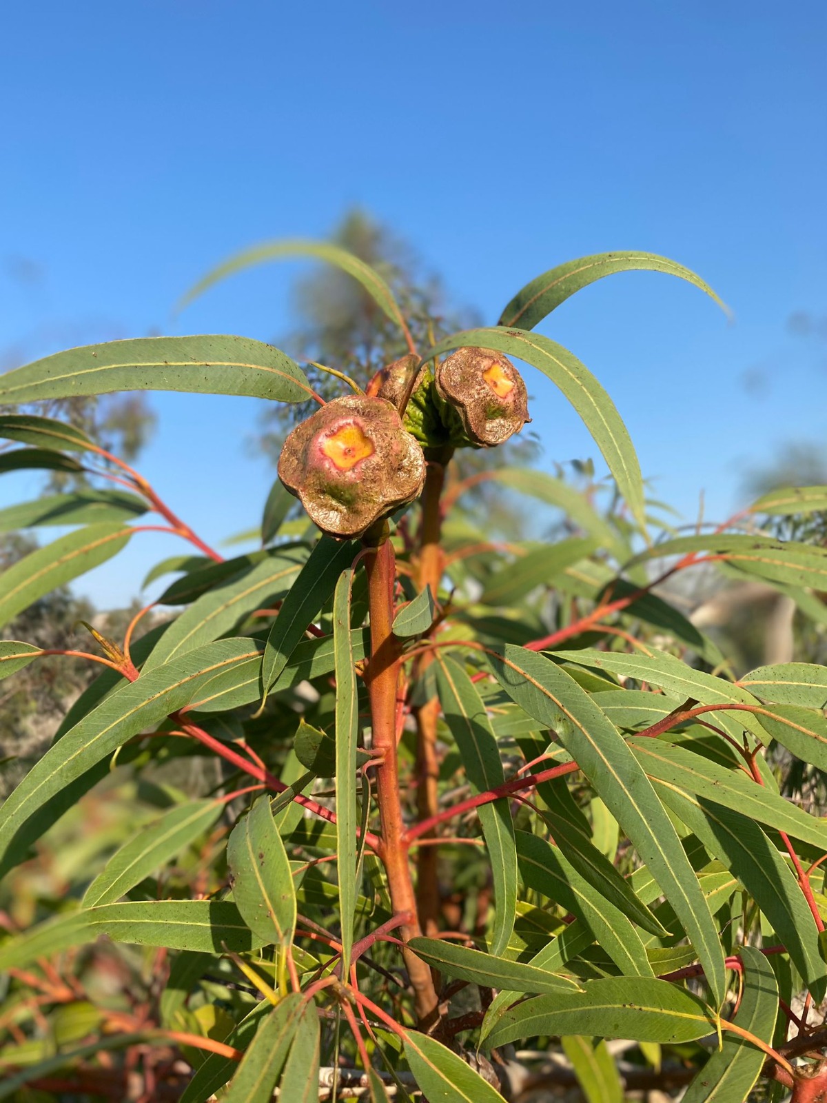 חורבת מלח (18)