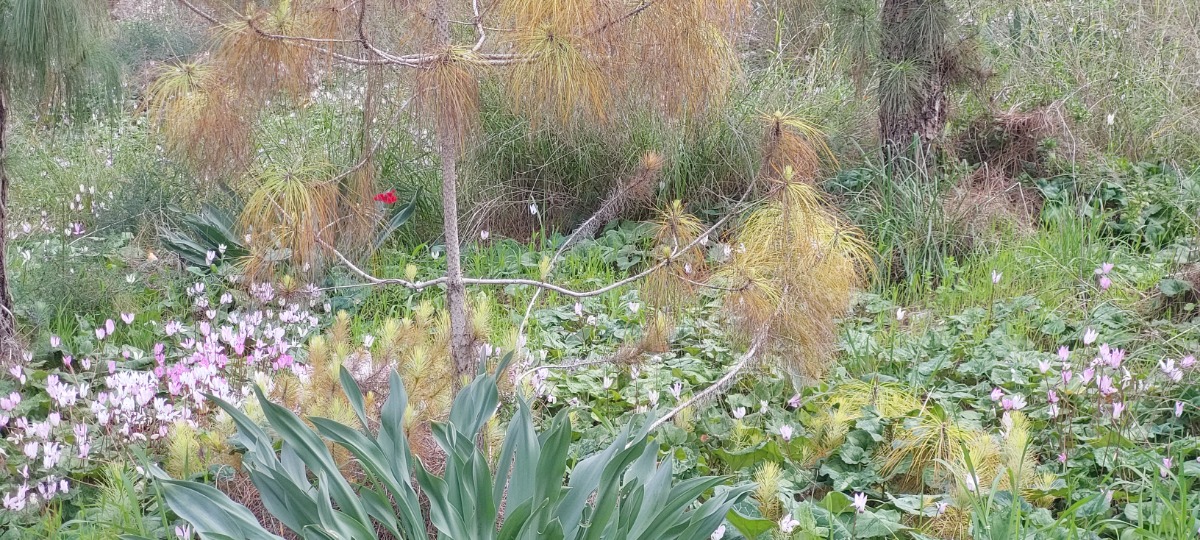 פריחות בשרון גבעת הרקפות בכוכב יאיר(50)