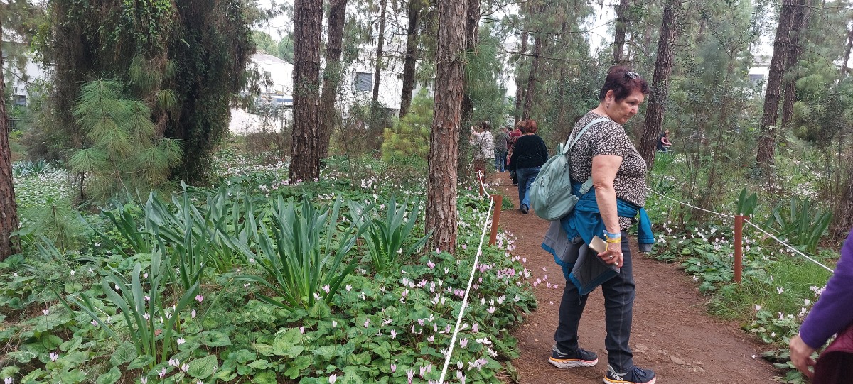 פריחות בשרון גבעת הרקפות בכוכב יאיר(44)