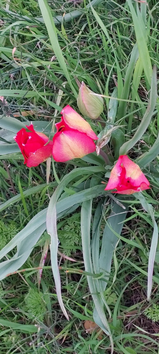 פריחות בשרון צבעונים במעגן מיכאל (1)