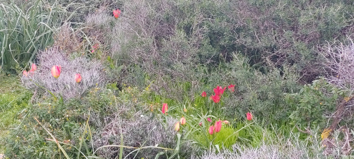 פריחות בשרון צבעונים במעגן מיכאל (4)