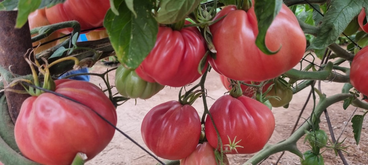 נופש באילת 3 (9)