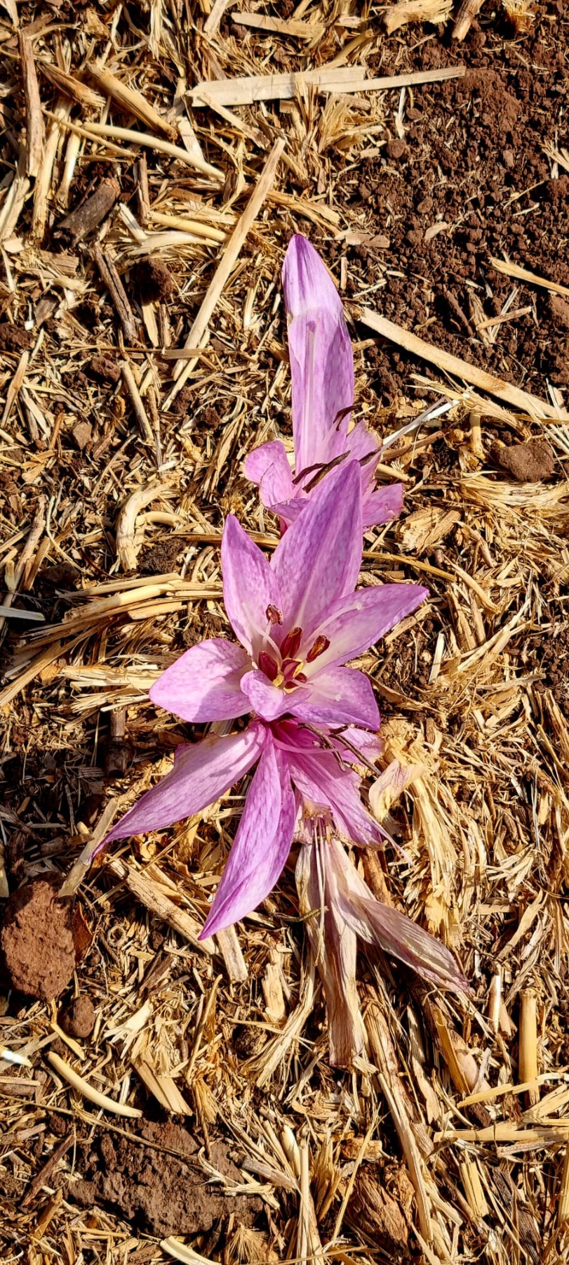 טיול לגולן-חקלאות פורצת דרך