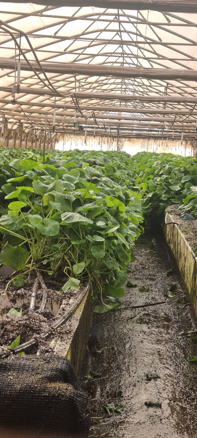 טיול לגולן-חקלאות פורצת דרך