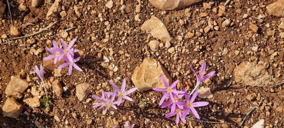 נחל צלמון (1)