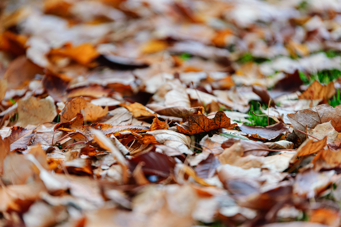 מטיילים ומצלמים -שלכת בגולן