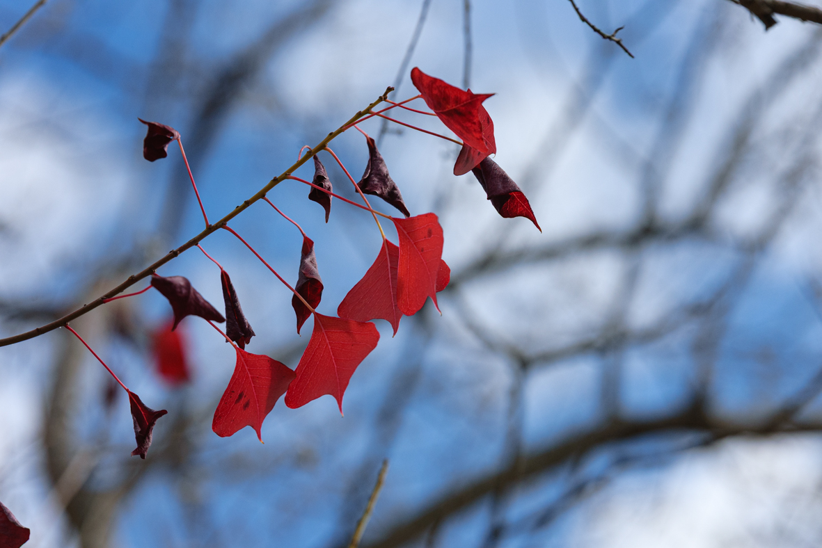 מטיילים ומצלמים -שלכת בגולן