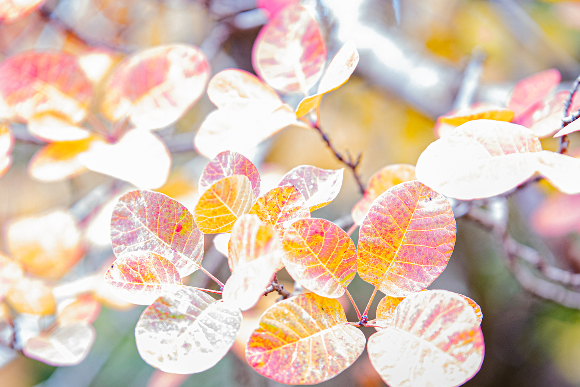 מטיילים ומצלמים -שלכת בגולן