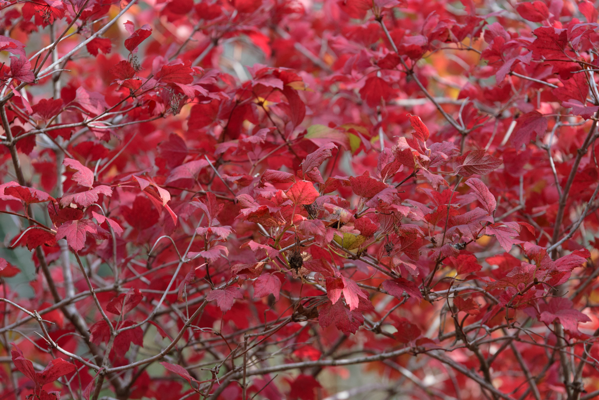 מטיילים ומצלמים -שלכת בגולן