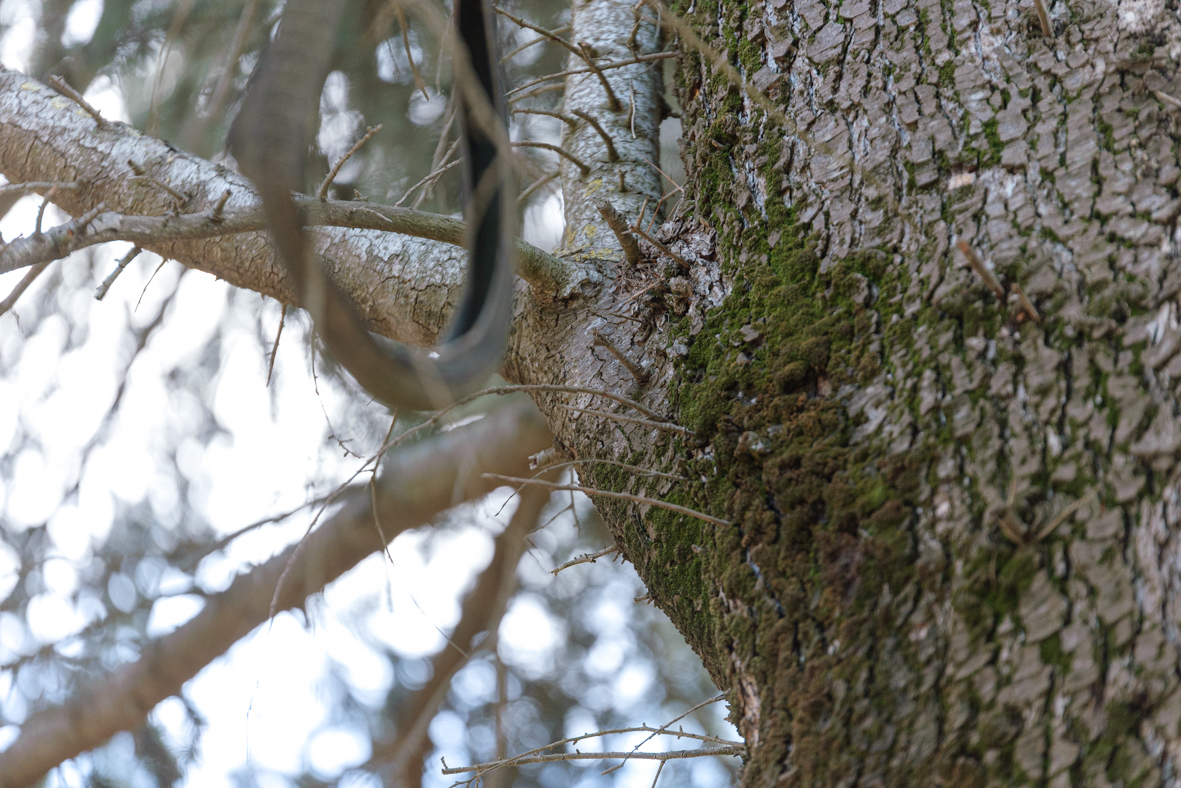 מטיילים ומצלמים -שלכת בגולן