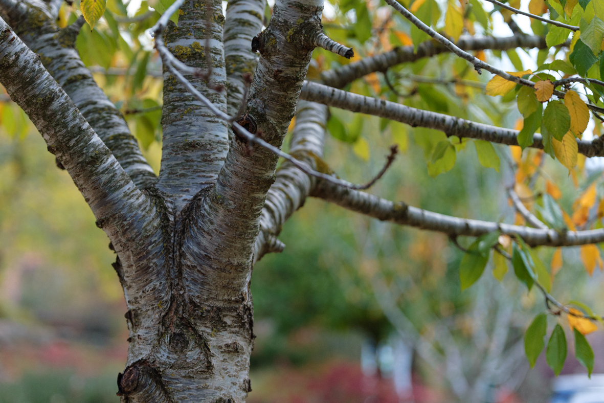 מטיילים ומצלמים -שלכת בגולן