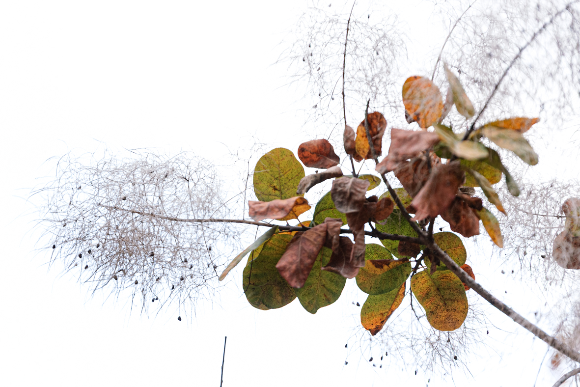 מטיילים ומצלמים -שלכת בגולן