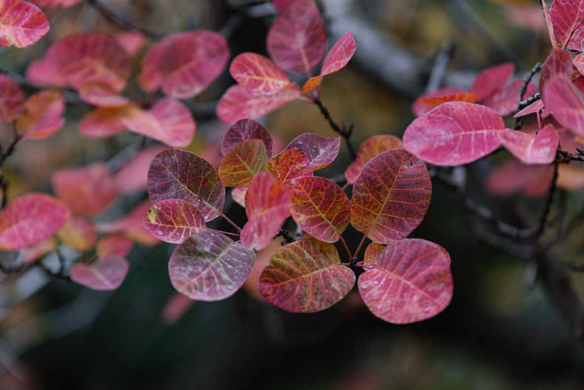 מטיילים ומצלמים -שלכת בגולן