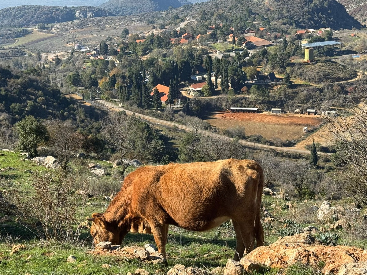 שביל ישראל- הירידה מהחרמון 12 (10)