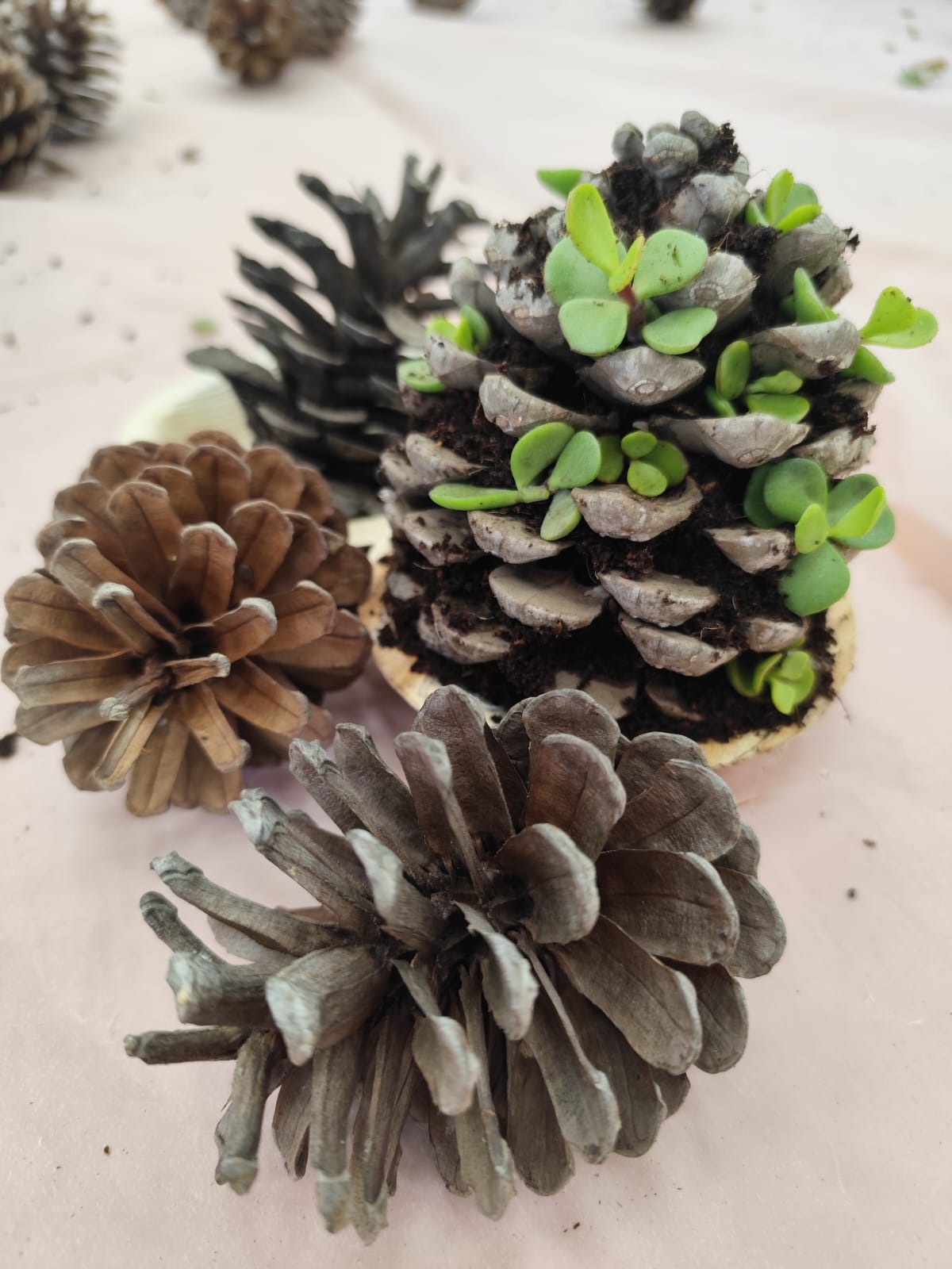 פעילות טו בשבט במרכז היום