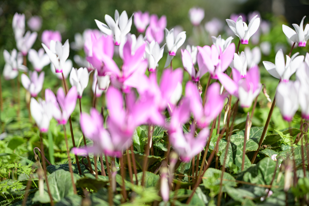 מטיילים ומצלמים במקומות נסתרים בליבה של זכרון יעקב (11)