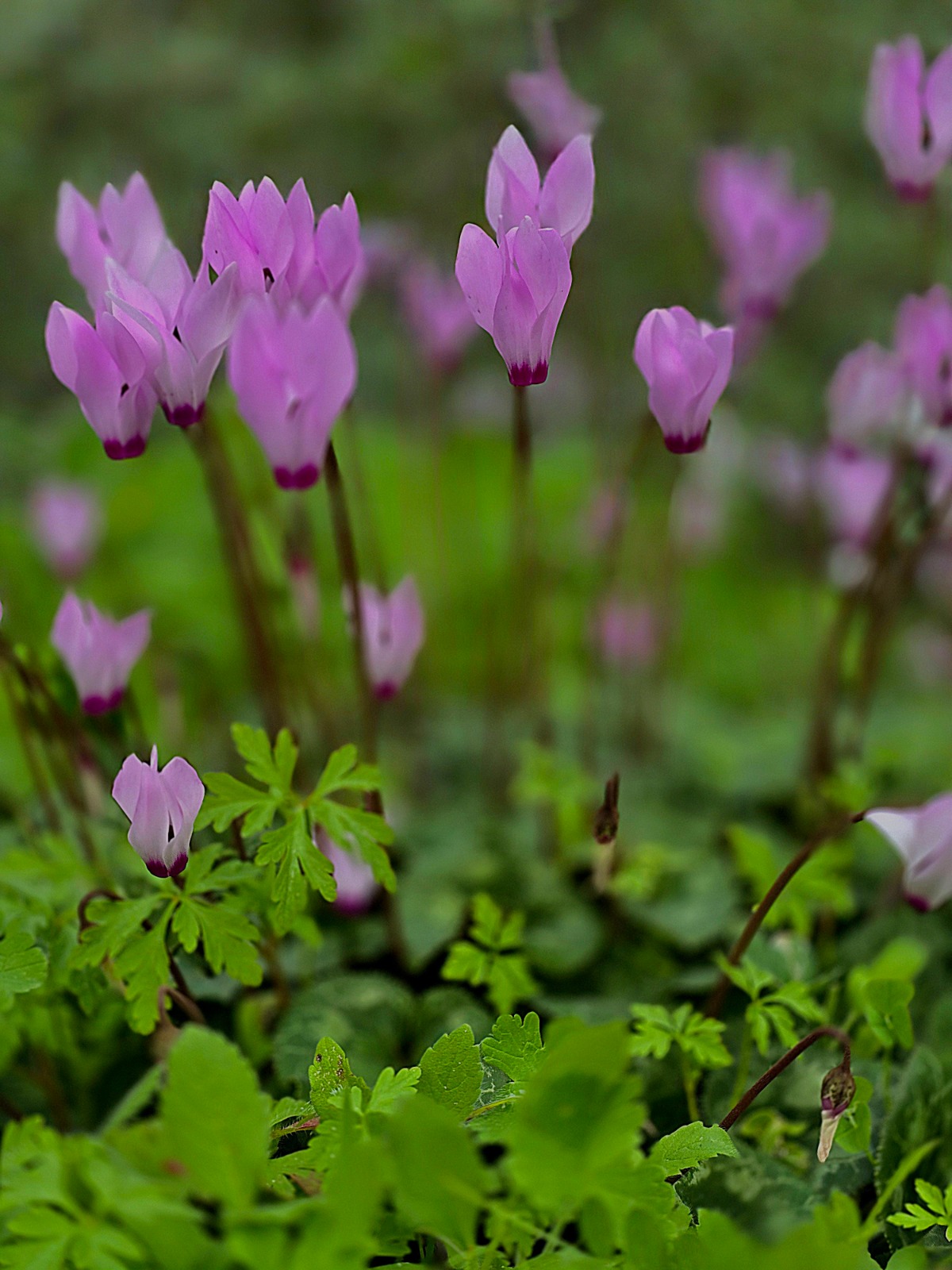 מטיילים ומצלמים במקומות נסתרים בליבה של זכרון יעקב (14)