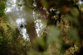 ביער הפיות בבית אורן  עם קבוצת הצילום "בזווית אחרת" בהדרכת שושנה גנז (14 תמונות)